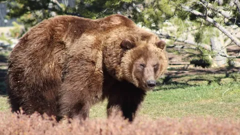 罗马欧联杯对阵波尔图前瞻：中场双星缺席，罗马阵容遭遇挑战！